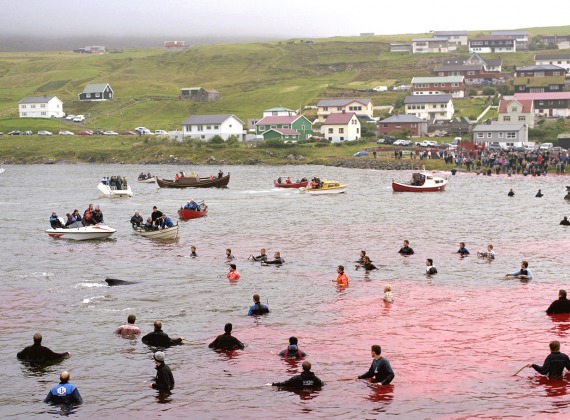Caça de balenes a Tórshavn, Illes Fèroe. (Foto: Cydney Puro)